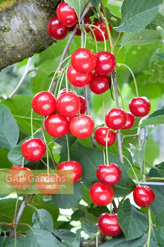 Prunus cerasus - Acid Cherry 'Morello'