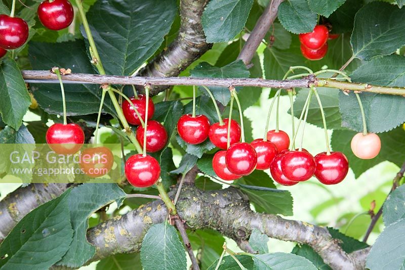 Prunus cerasus - Acid Cherry 'Morello'
