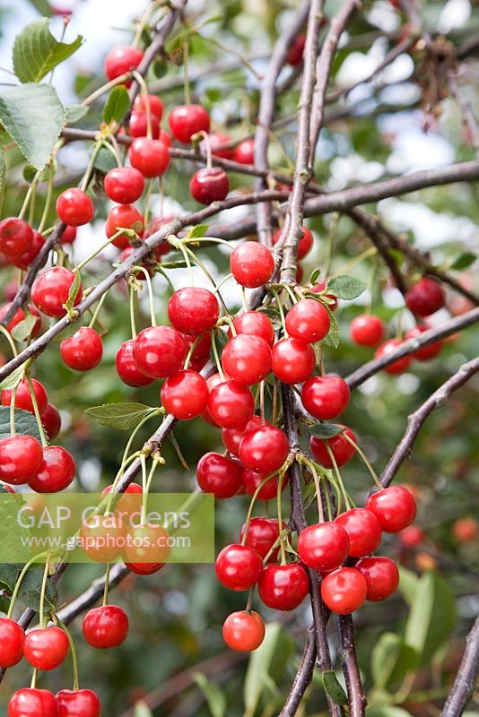 Prunus cerasus - Acid Cherry 'Morello' 
