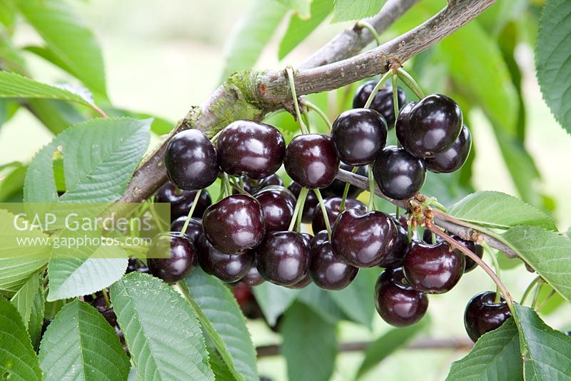 Prunus avium - Sweet Cherry 'Skeena'