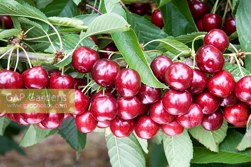 Prunus avium - Sweet Cherry 'Sweetheart'