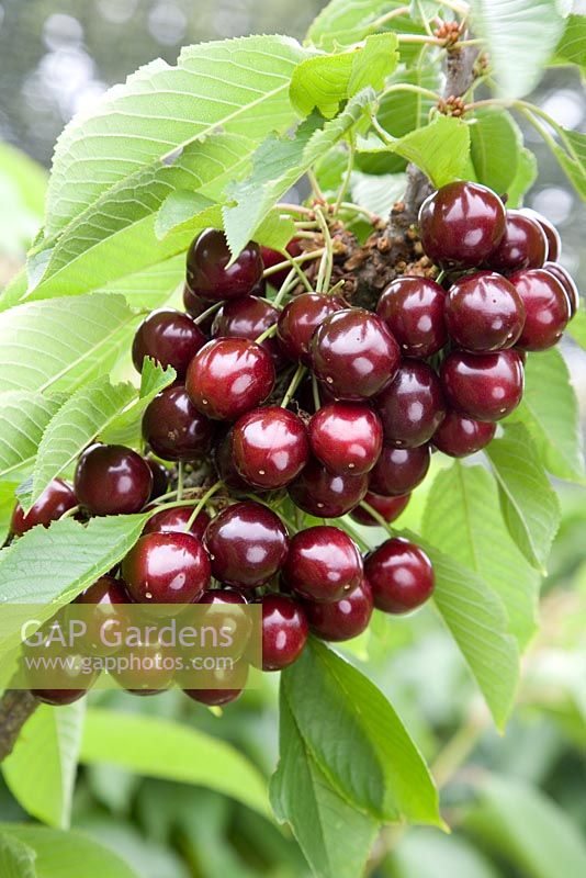 Prunus avium - Sweet Cherry 'Sylvia'