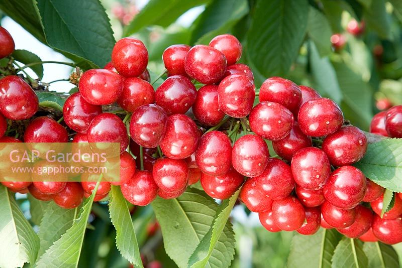 Prunus avium - Sweet Cherry 'Zoe'
