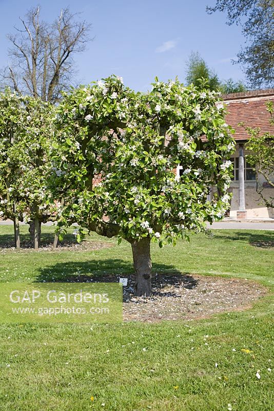 Apple Tree trained as a Crown on M25 rootstock - Malus domestica 'James Grieve'