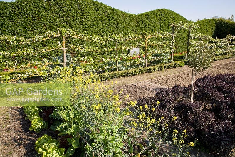 Kitchen garden surrounded by espalier Apple trees - Blakenham garden