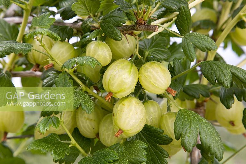 Gooseberry - Ribes uva-crispa 'Invicta'