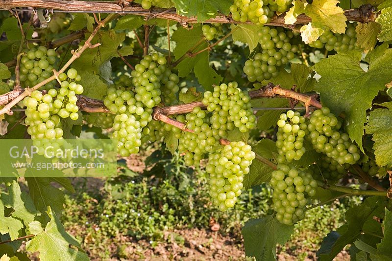 Vitis vinifera 'Chardonnay' - Grape 