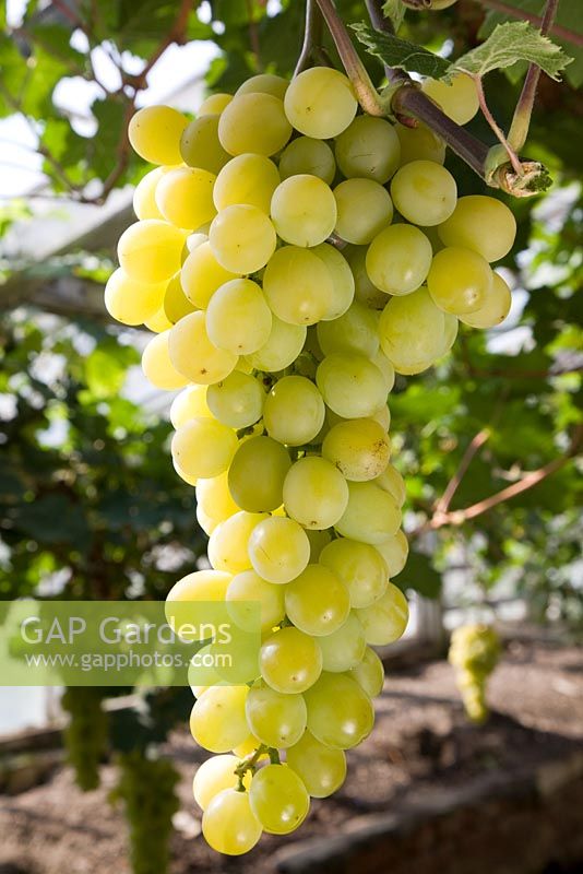 Vitis vinifera 'Muscat of Alexandria' - Grape 