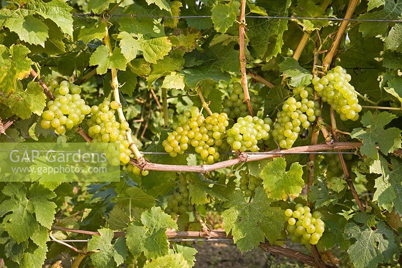  Vitis vinifera 'Wurzer' - Grape 
