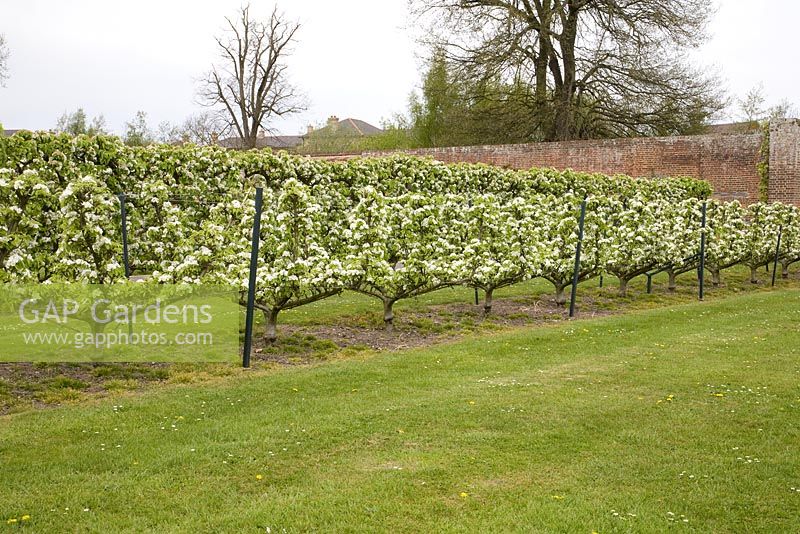 Pyrus communis 'Doyenne du Comice'  - 'Le Bateau' Trained Pears on Quince 'A' Rootstock 