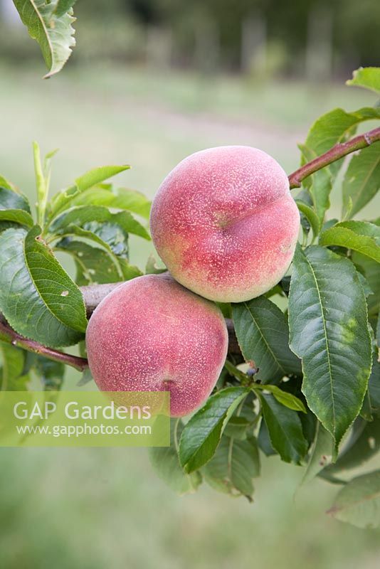 Prunus persica 'Peregrine' - Peach  