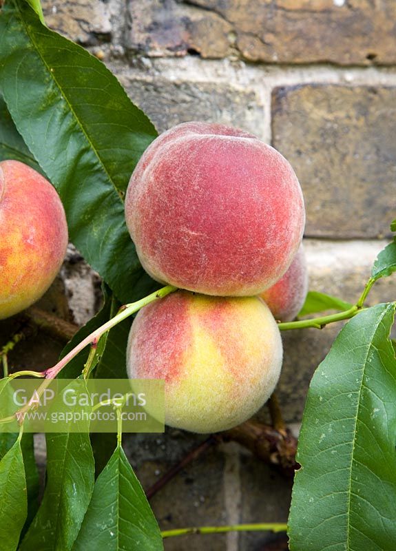 Prunus persica 'Rochester' - Peach 