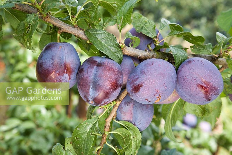Prunus domestica 'Guinevere' - Plum  