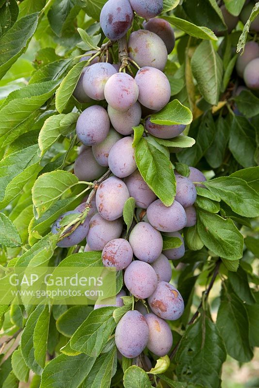 Prunus domestica 'Purple Pershore' - Plum  