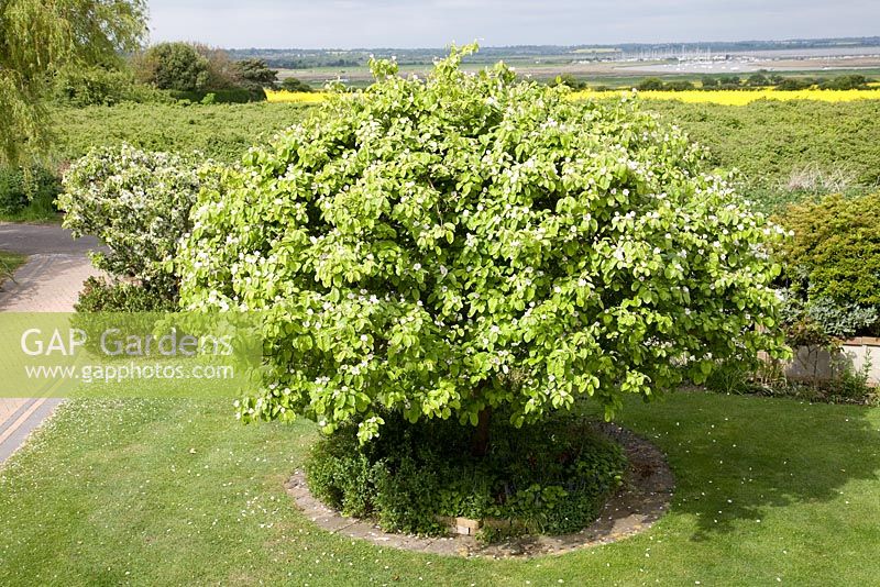 Cydonia oblonga 'Meeches Prolific' - Quince tree in blossom  
