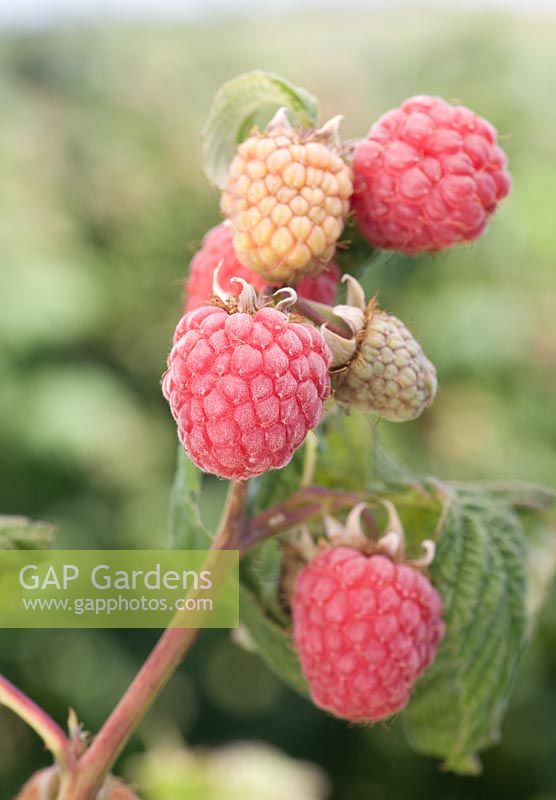 Rubus idaeus - Raspberry 'Malling Jewel'