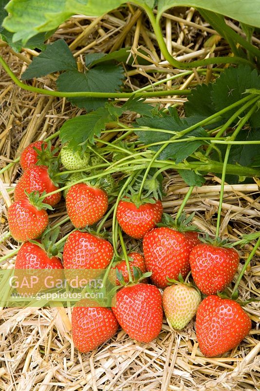 Fragaria x ananassa - Strawberry 'Christine'
