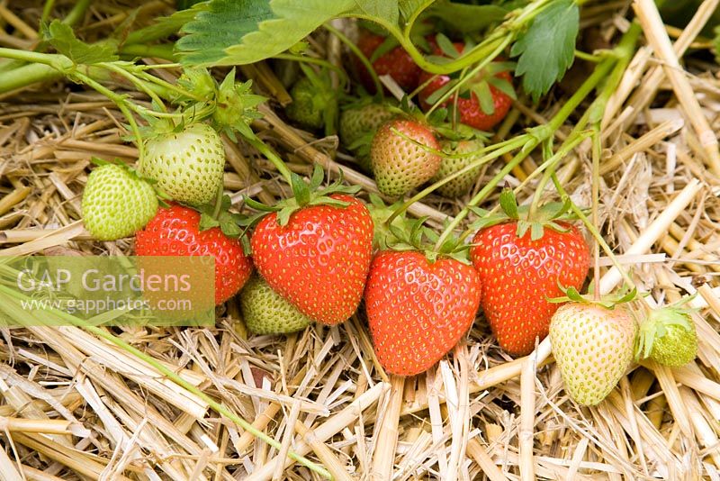 Fragaria x ananassa - Strawberry 'Christine'
