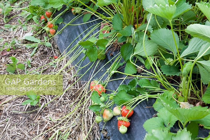 Strawberries growing on a black polythene mulch