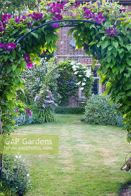 Clematis growing over arches in cottage garden