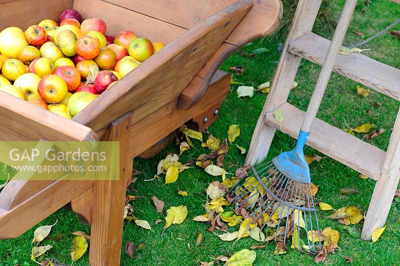 Autumnal garden scene with windfall apples in an antique wooden wheelbarrow, with stepladder and lawn rake