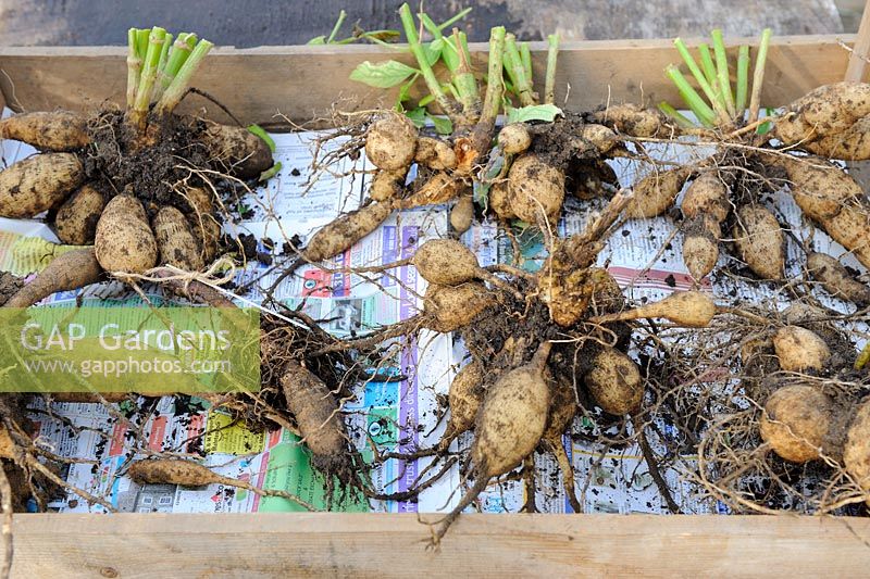 Wooden tray containing Dahlia tubers, ready to overwinter in a frost free shed