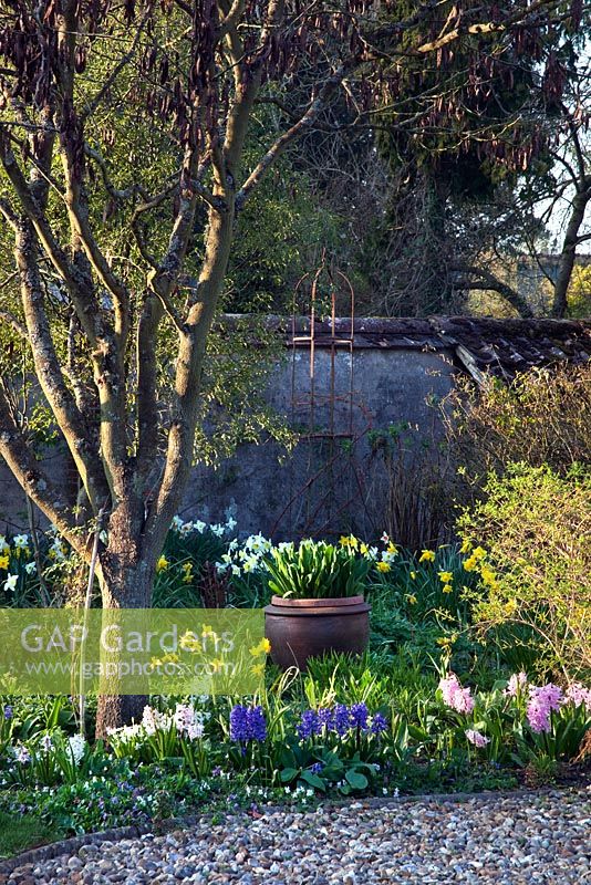 Hyacynths and Narcissus in cottage garden 