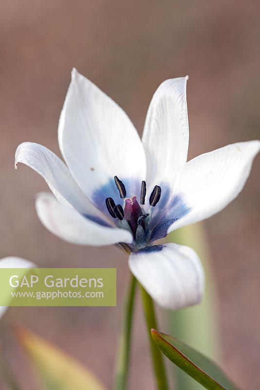 Tulipa humilis 'Albocaerulea' - Oculata Group