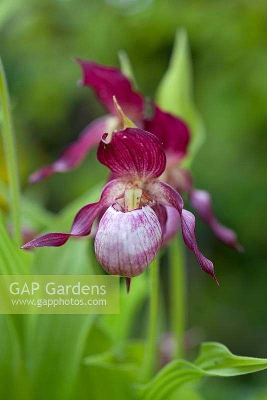 Cypripedium 'Gisela' - Orchid