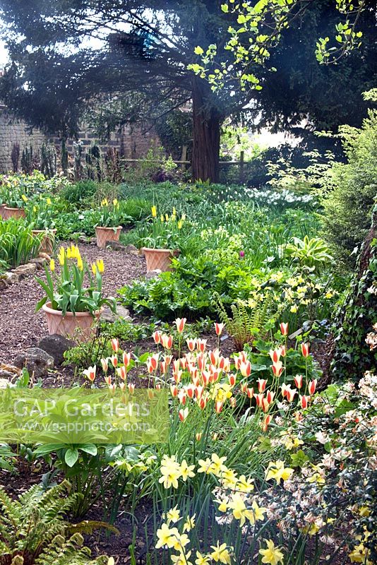 Clay pots lining a path planted with Tulipa 'West Point', Dryopteris dilatata 'Crispa Whiteside' with species Tulip in forground - Priory House 
 