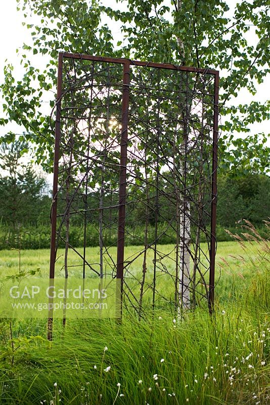 Rusted metal sculpture with Betula - Birch and grasses in modern garden 
