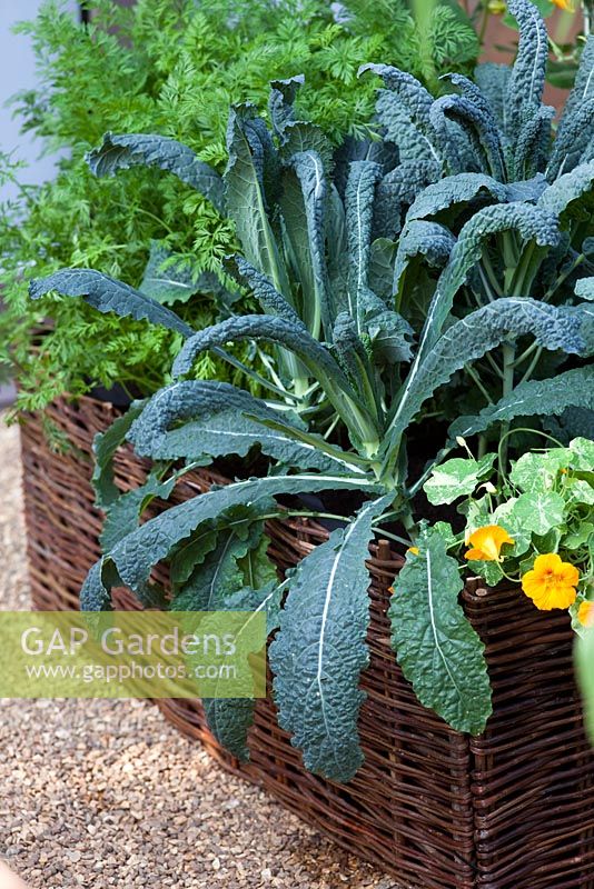 Kale Cavolo Nero and Nasturtium growing in edible basket 