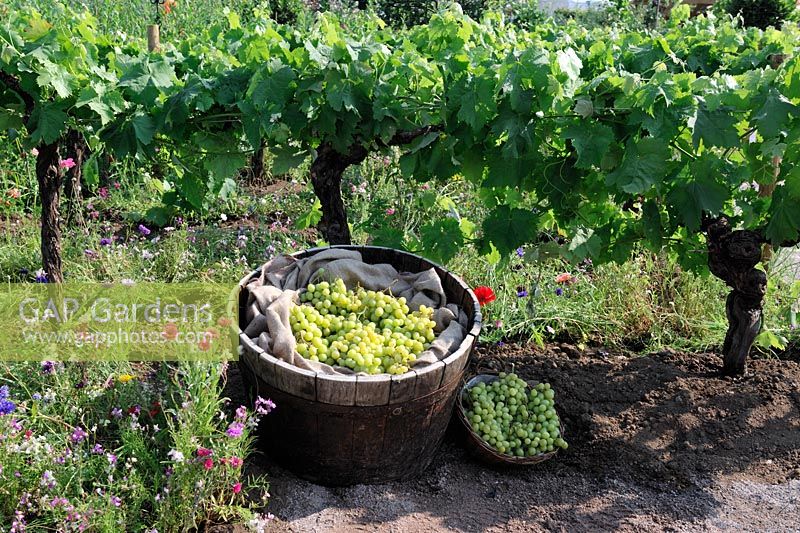 Row of Grape vines with garpes in barrel 