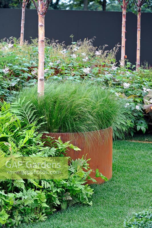Stipa tenuissima with curved steel sheet surround and Betula albosinensis Fascination 