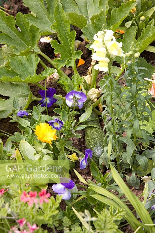 Cucurbita - Marrow, Violas, Calendulas and Antirhinums - 'Grow your Own' Garden - RHS Hampton Court 2011 
 