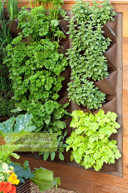 Herbs in vertical planters mounted on fence - Parsley, Chives, Marjoram, Sage - RHS Hampton Court Flower Show 2011 
 