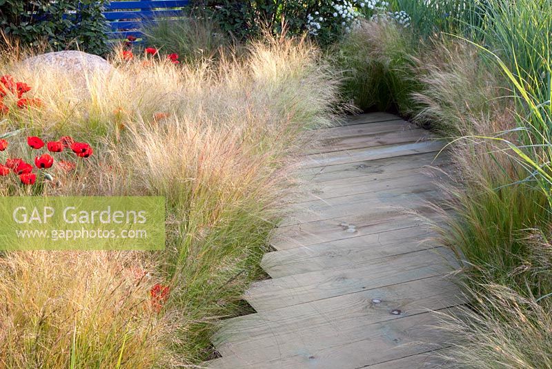 Wooden decked pathway between borders of ornamental grasses and poppies 