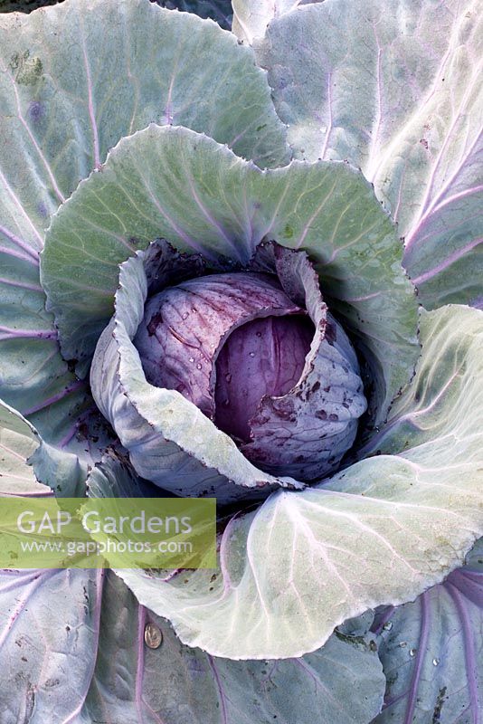 Brassica oleracea - Red Cabbage 'Drumhead'