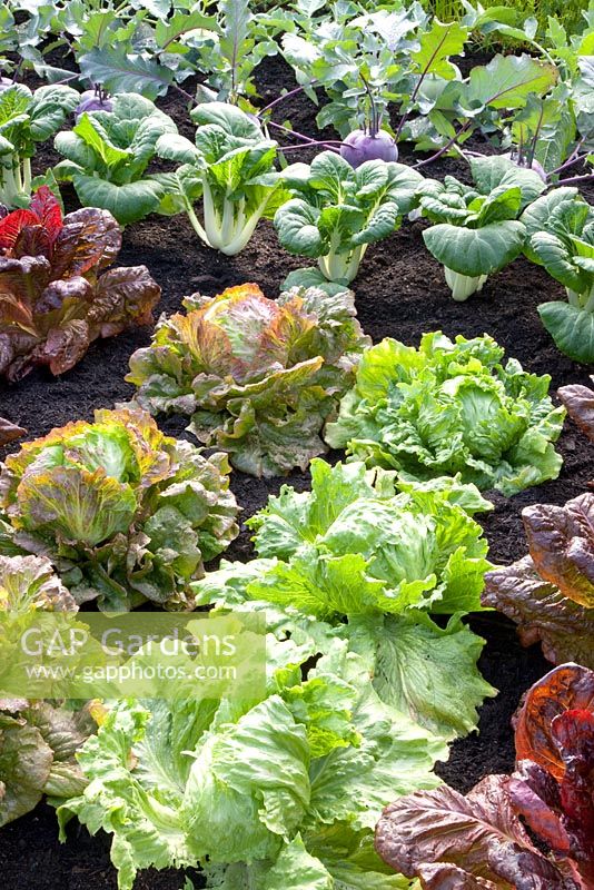 Brassica Kolibri - Kholrabi, Brassica rapa chinensis 'Giant Green' - Pak Choi,  Lactuca sativa - Lettuces 'Nymans', 'Iceberg' and 'Red iceberg'
