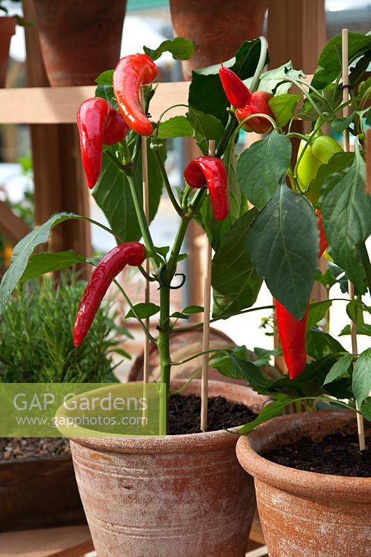 Capsicum annuum - Chilli peppers growing in terracotta pots on a greenhouse shelf