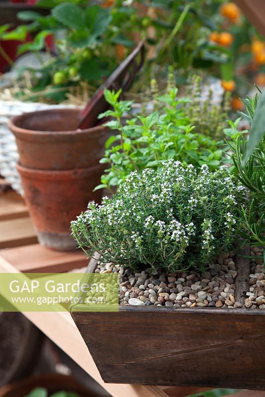 Thymus - Thyme, Rosmarinus - Rosemary and herbs growing in a tray on a greenhouse shelf