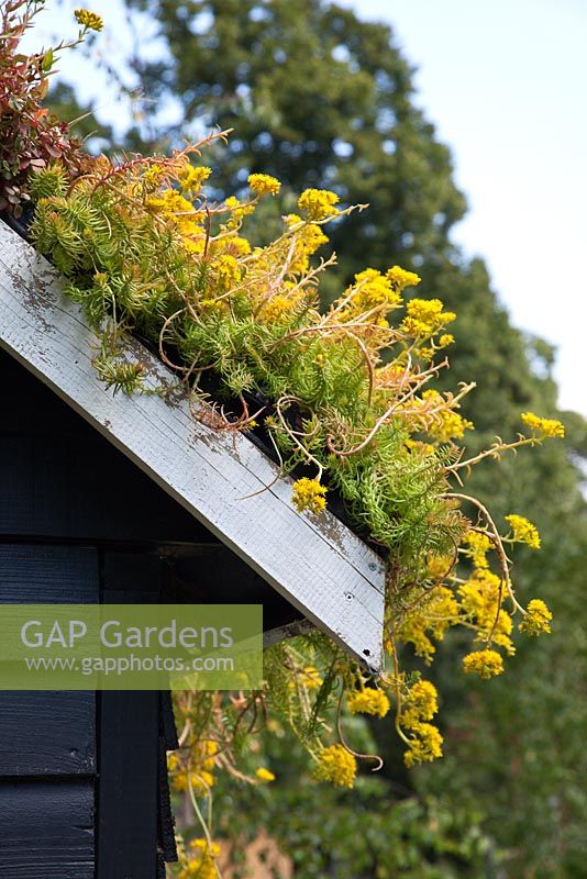 Sedum acre - Biting stonecrop planted on a 'green roof' -  'The Home Front Garden', Bronze Medal Winner, RHS Hampton Court Flower Show 2011 