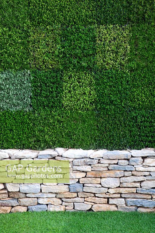 A patchwork wall of Heathers above a drystone wall in the 'Heathers in Harmony' garden - RHS Hampton Court Flower Show 2011