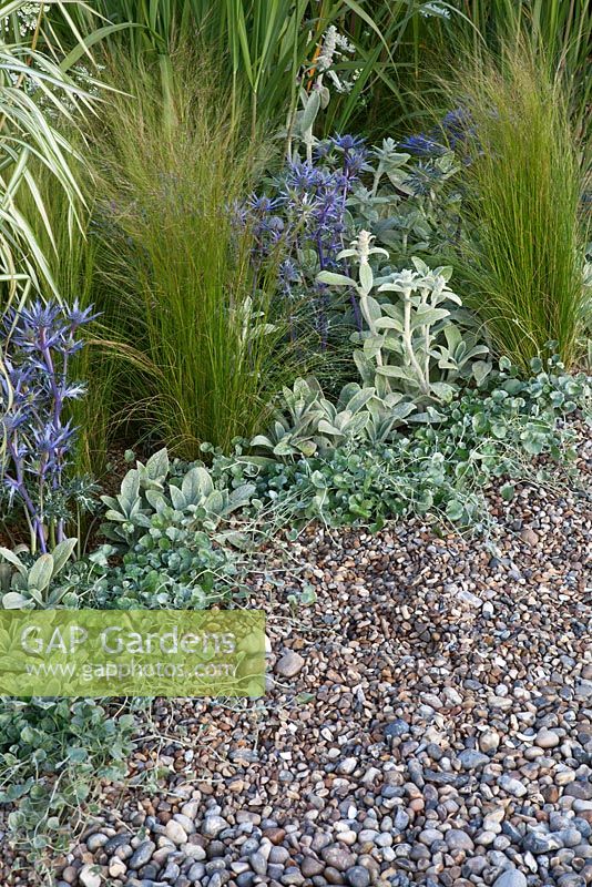 Planting in a seaside gravel garden including Eryngium, Stachys lanata, Stipa tennuissima and Miscanthus