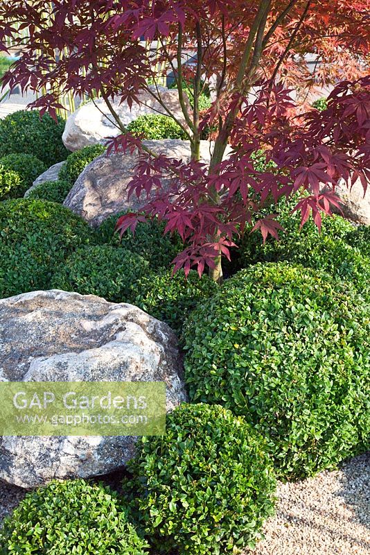 Japanese style garden with clipped topiary Buxus balls, Acer palmatum and rocks 