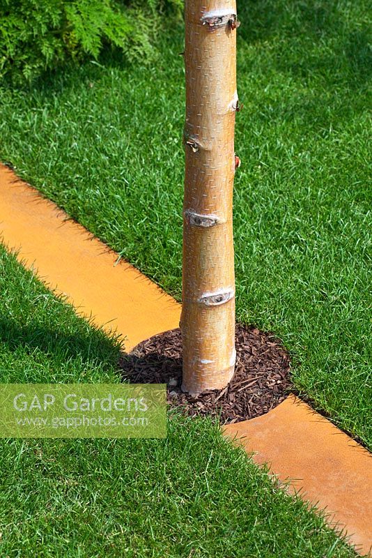 Betula albosinensis with corten steel strip in grass - the 'I am, because of who we are' garden - RHS Hampton Court Flower Show 2011