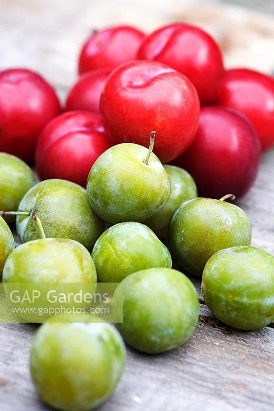 Greengages 'Reine Claude' and plums 'Laetitia'