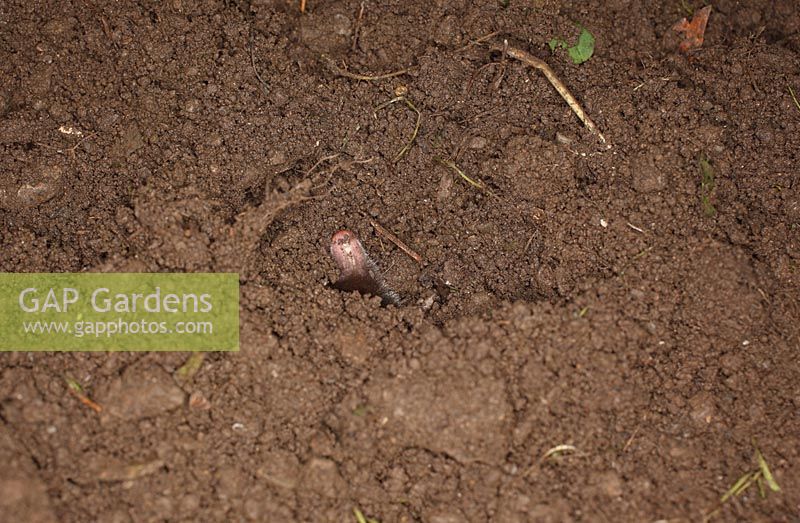 Talpa europaea  - Mole scents the air before emerging from ground