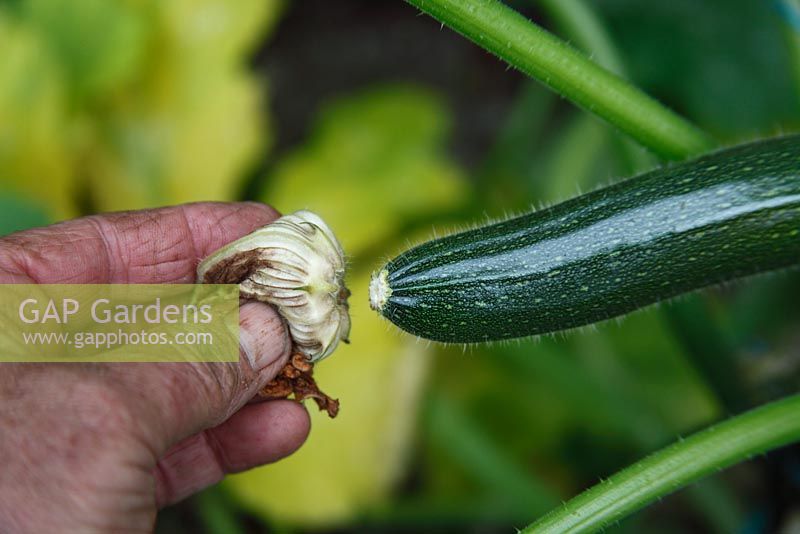 Curcurbita pepo Courgette - removing dead flower to prevent the developing fruit from rotting
