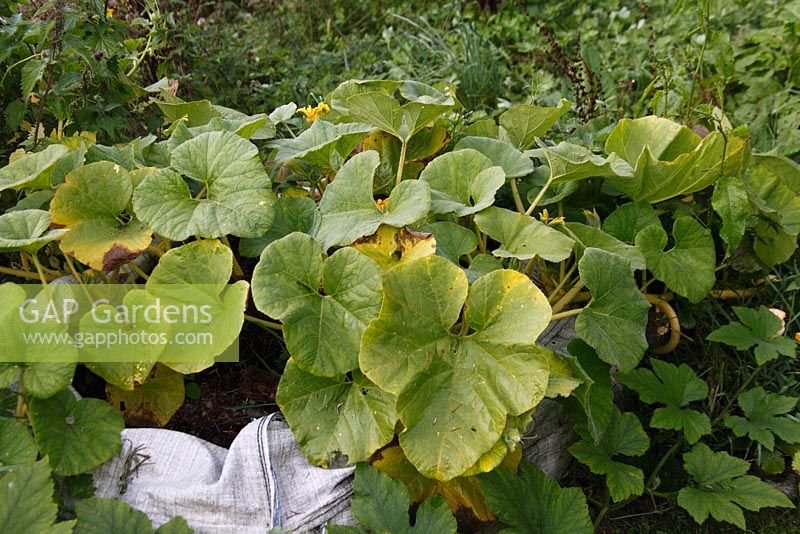 Curcurbita pepo Summer squash plants growing in one tonne builders bag